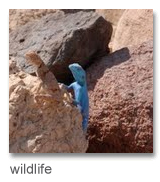 a lizard at Feynan lodge