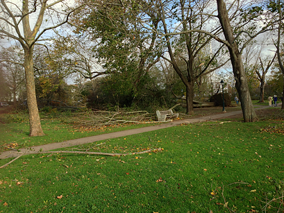 Storm damage on the Guilford Green