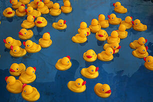 Photo of a large group of rubber ducks in water.