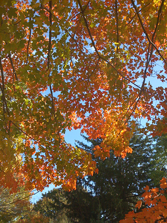 Fall New England Colors