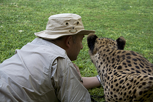 Volunteer with Cheetah.