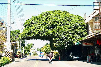 helmet tree in Taiwan